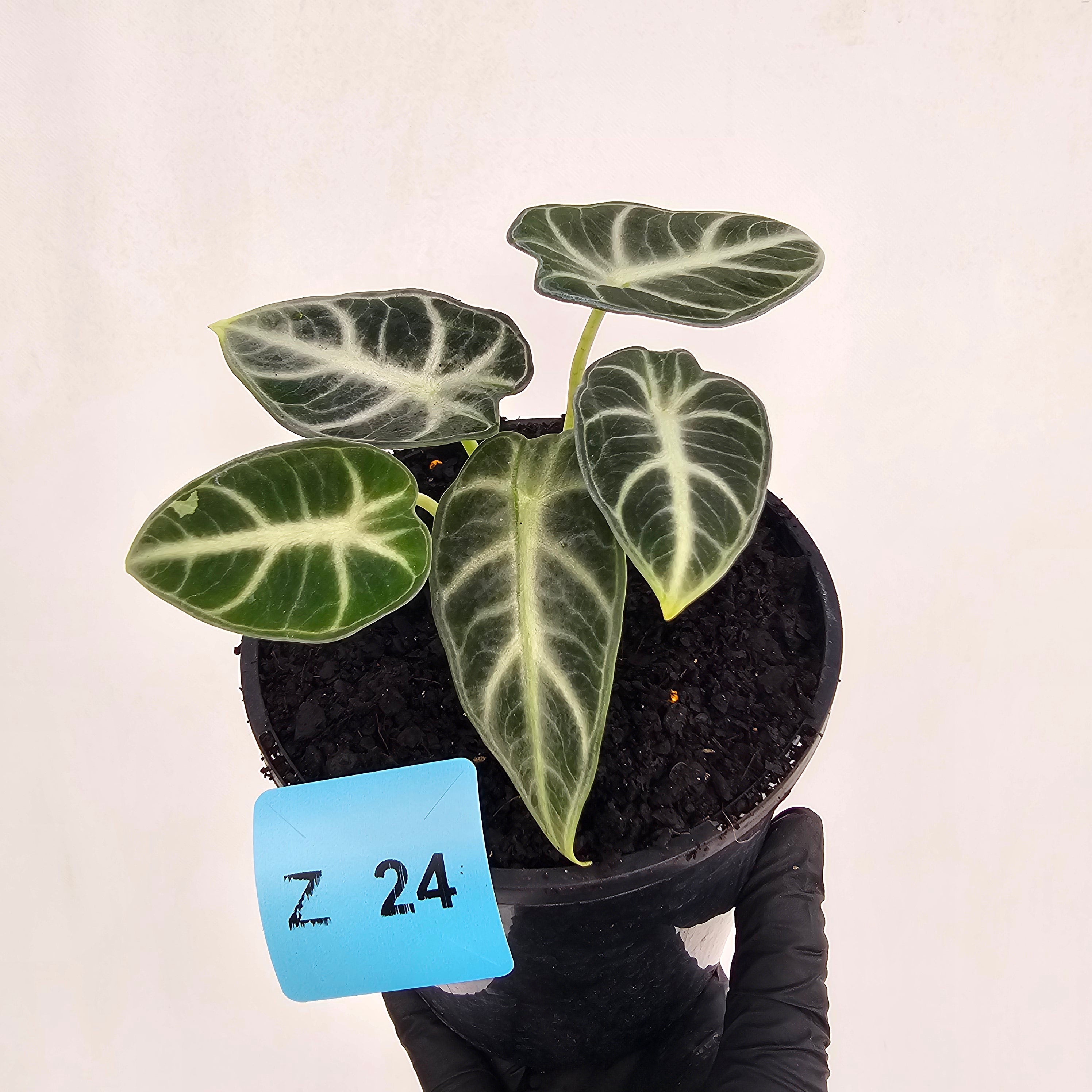 Alocasia  no ID