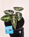 Alocasia  no ID