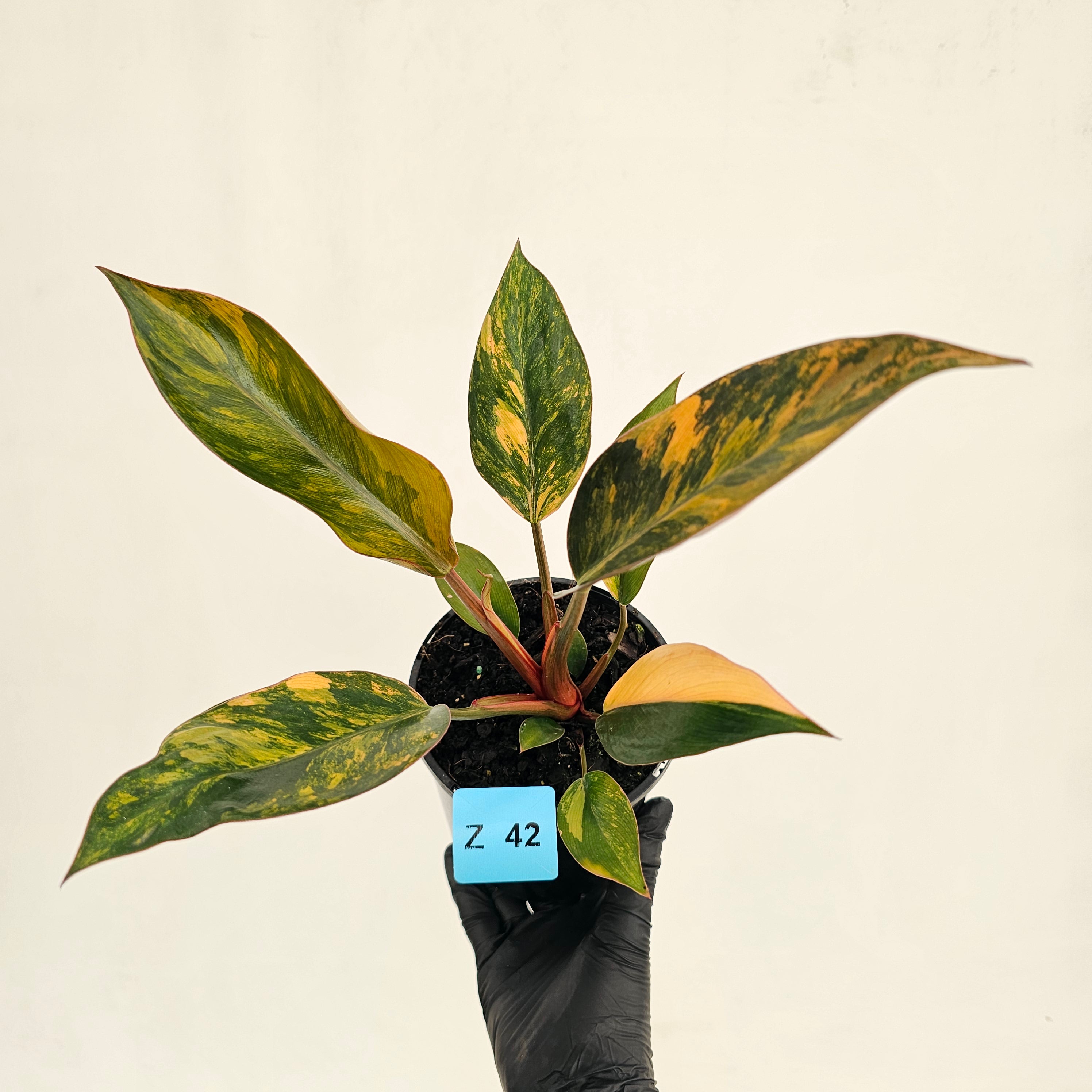Philodendron 'Rojo Congo Variegated' 125mm