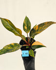 Philodendron 'Rojo Congo Variegated' 125mm