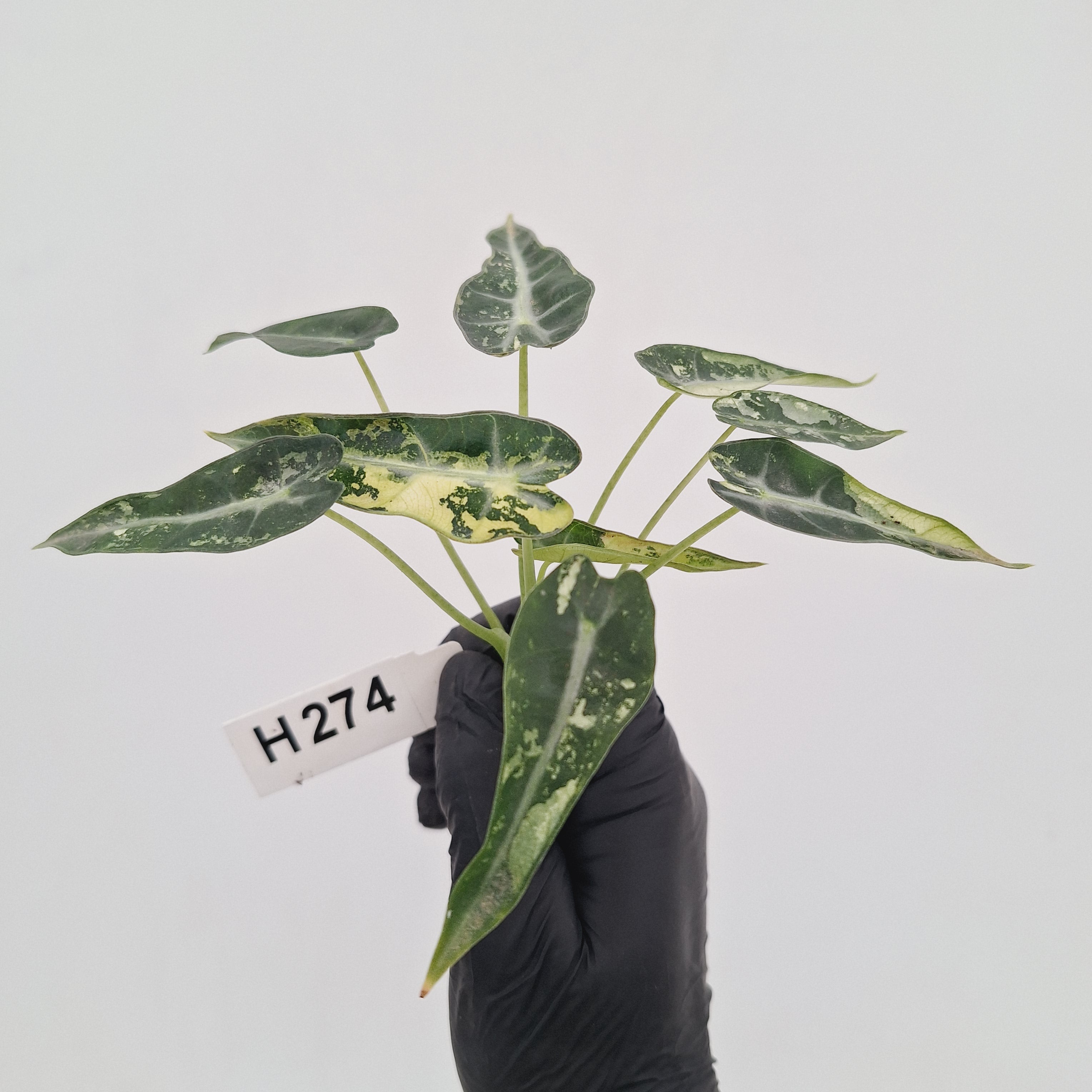 Alocasia Amazonica  bambino Variegata - Bare Bottom Baby - SALE