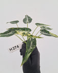 Alocasia Amazonica  bambino Variegata - Bare Bottom Baby - SALE