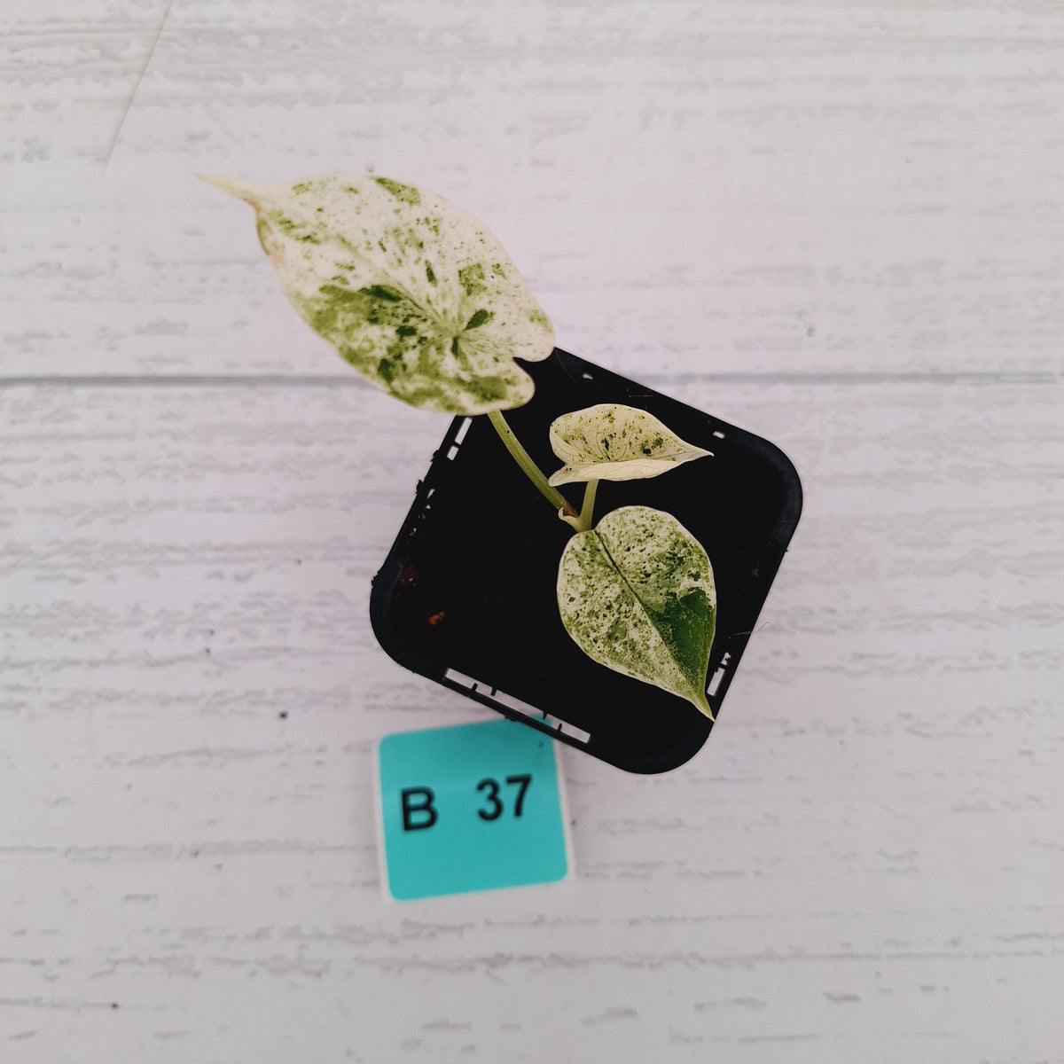 Alocasia baginda ‘Dragon Scale Mint’ -SALE