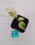 Alocasia baginda ‘Dragon Scale Mint’ -SALE