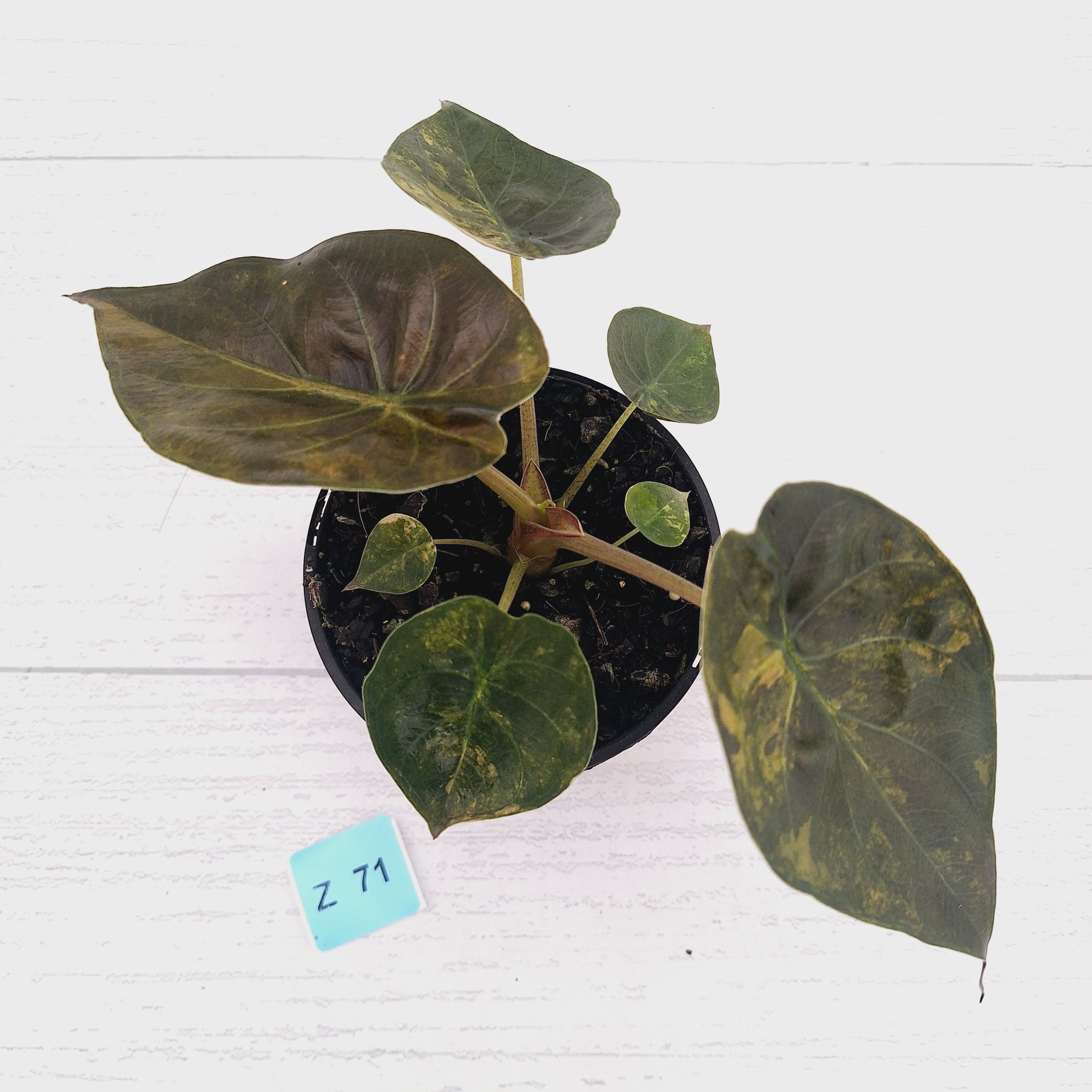 Alocasia ‘wentii’ Variegated - Sale