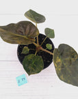 Alocasia ‘wentii’ Variegated - Sale