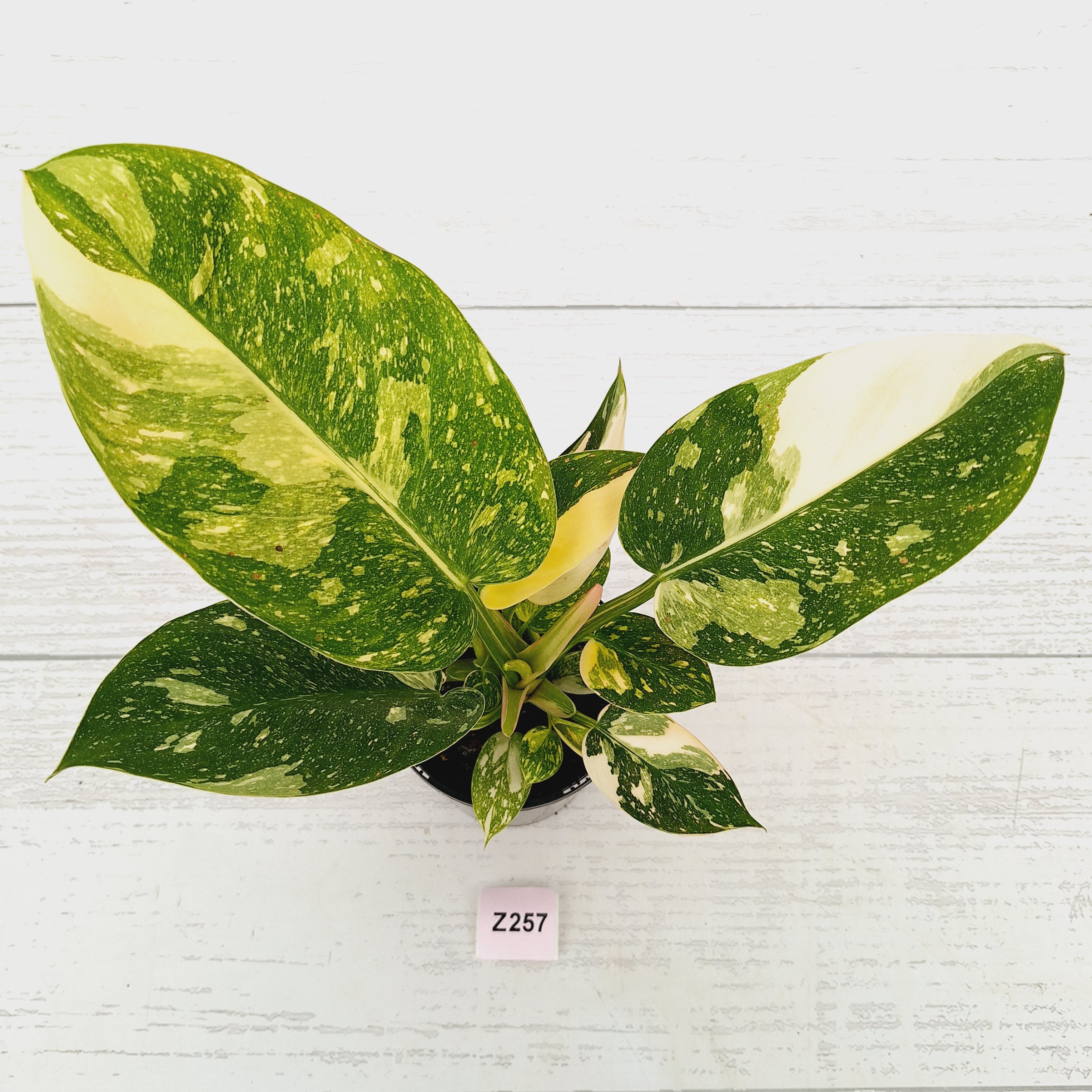 Philodendron Green Congo Variegata (Nuclear)