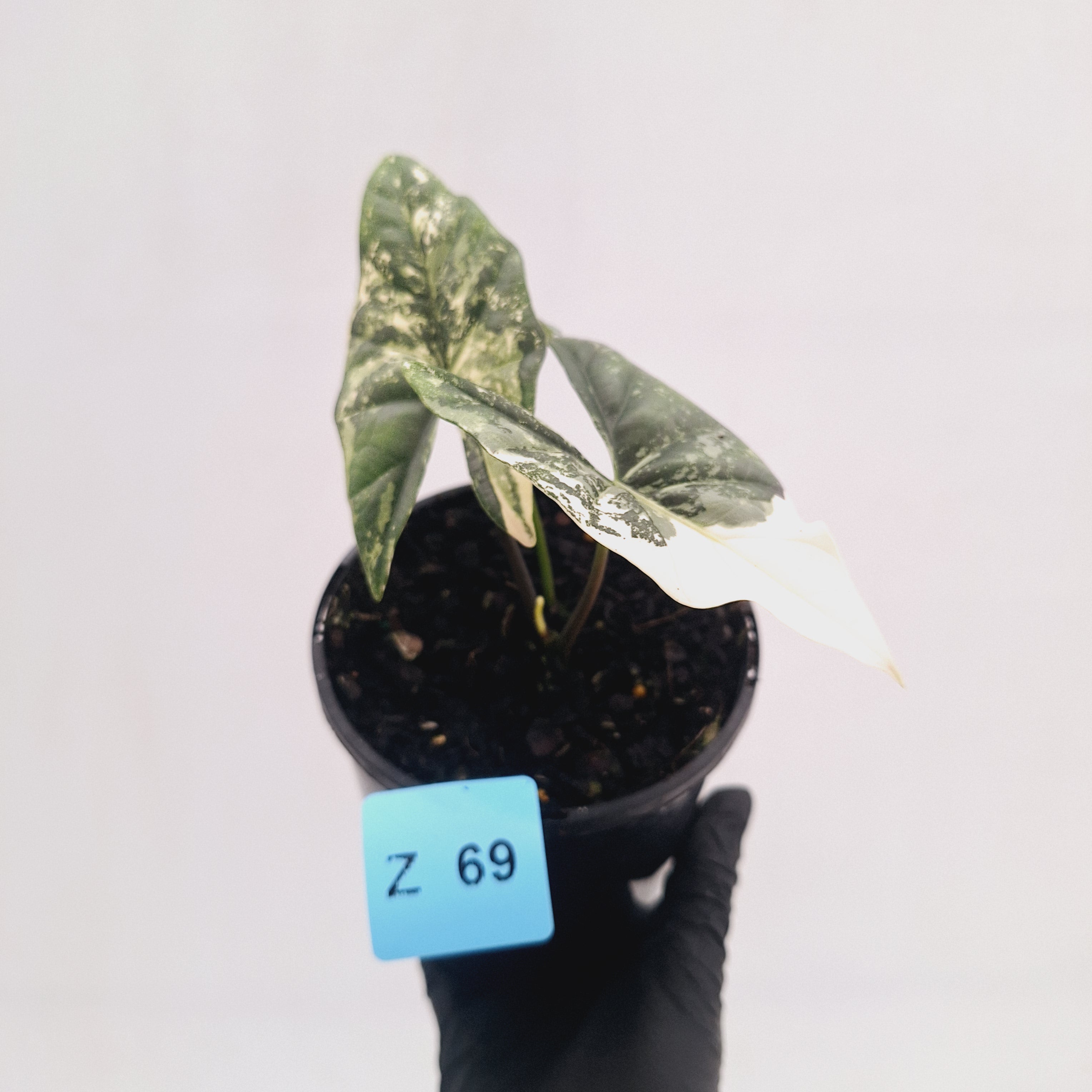 Alocasia ‘Simpo Albo’ Variegata - SALE