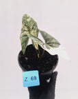 Alocasia ‘Simpo Albo’ Variegata - SALE