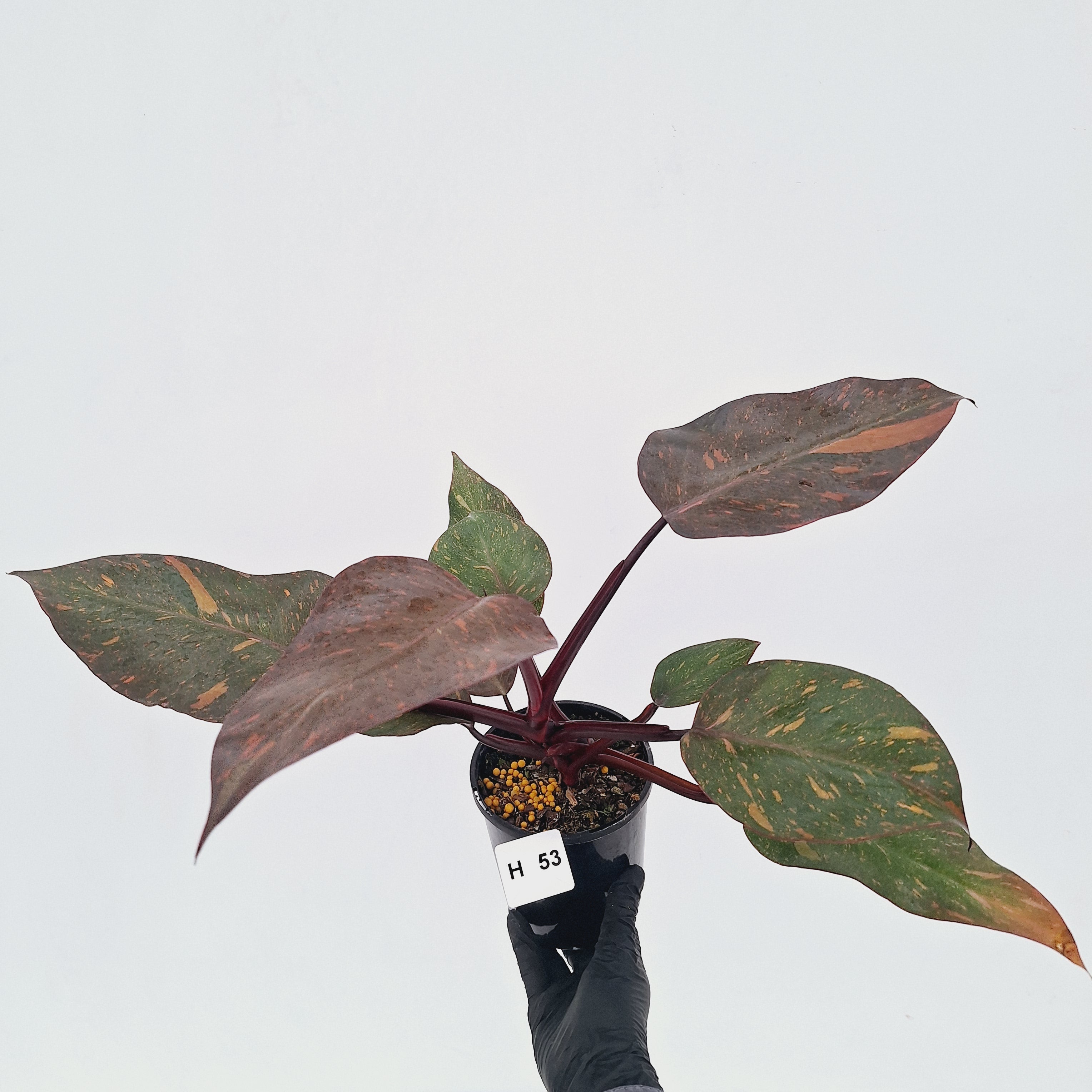 Philodendron 'Orange Princess' - FLASH SALE