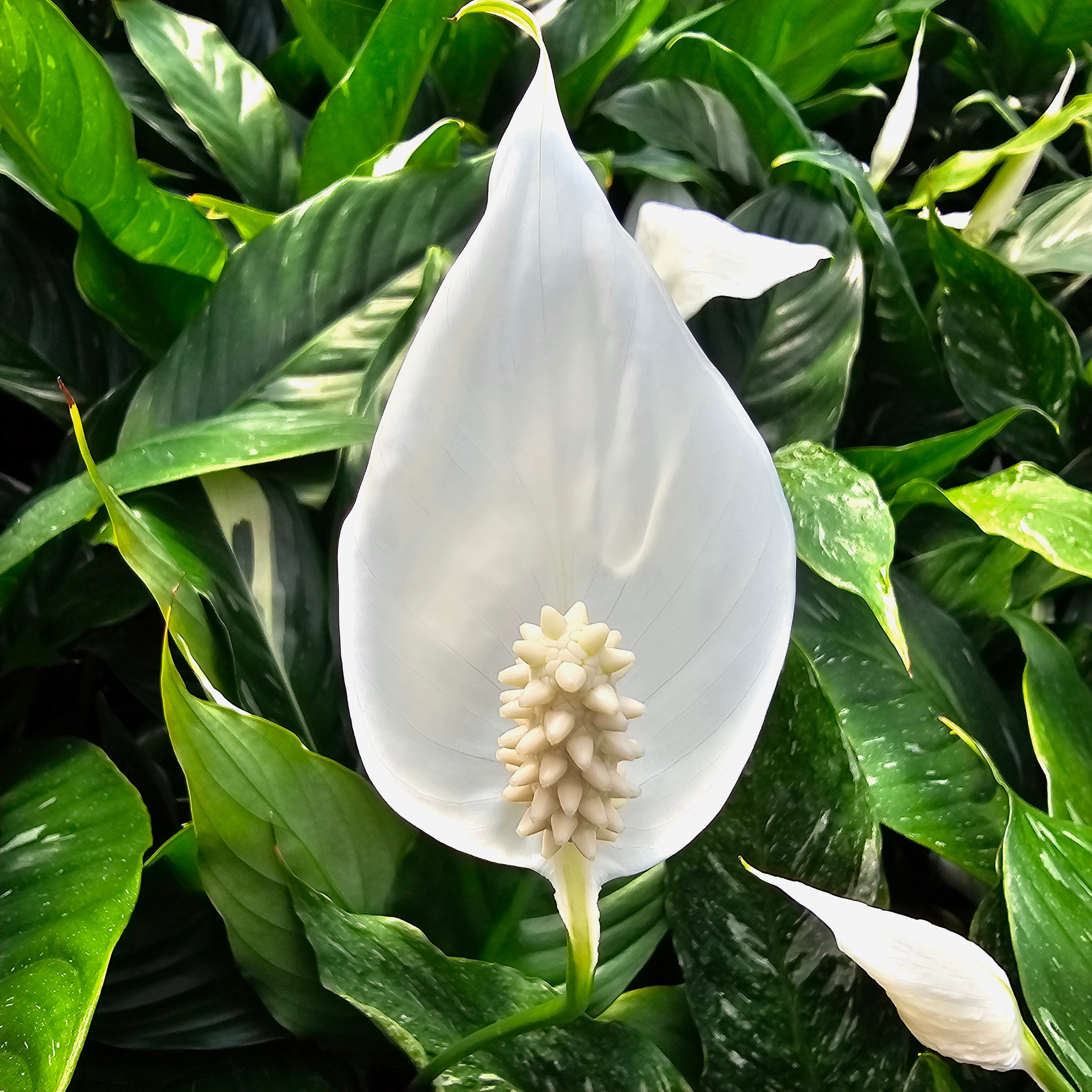 Spathiphyllum floribundum 'Jet Diamond'