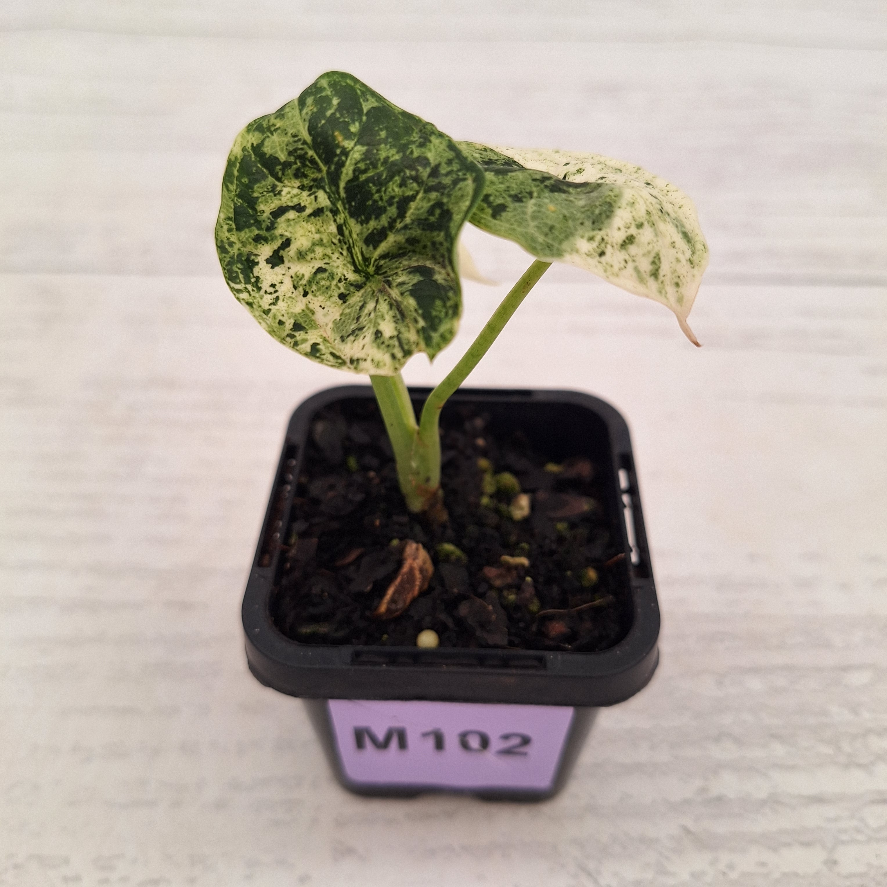 Alocasia baginda ‘Dragon Scale Mint’