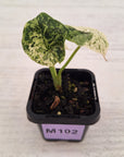 Alocasia baginda ‘Dragon Scale Mint’