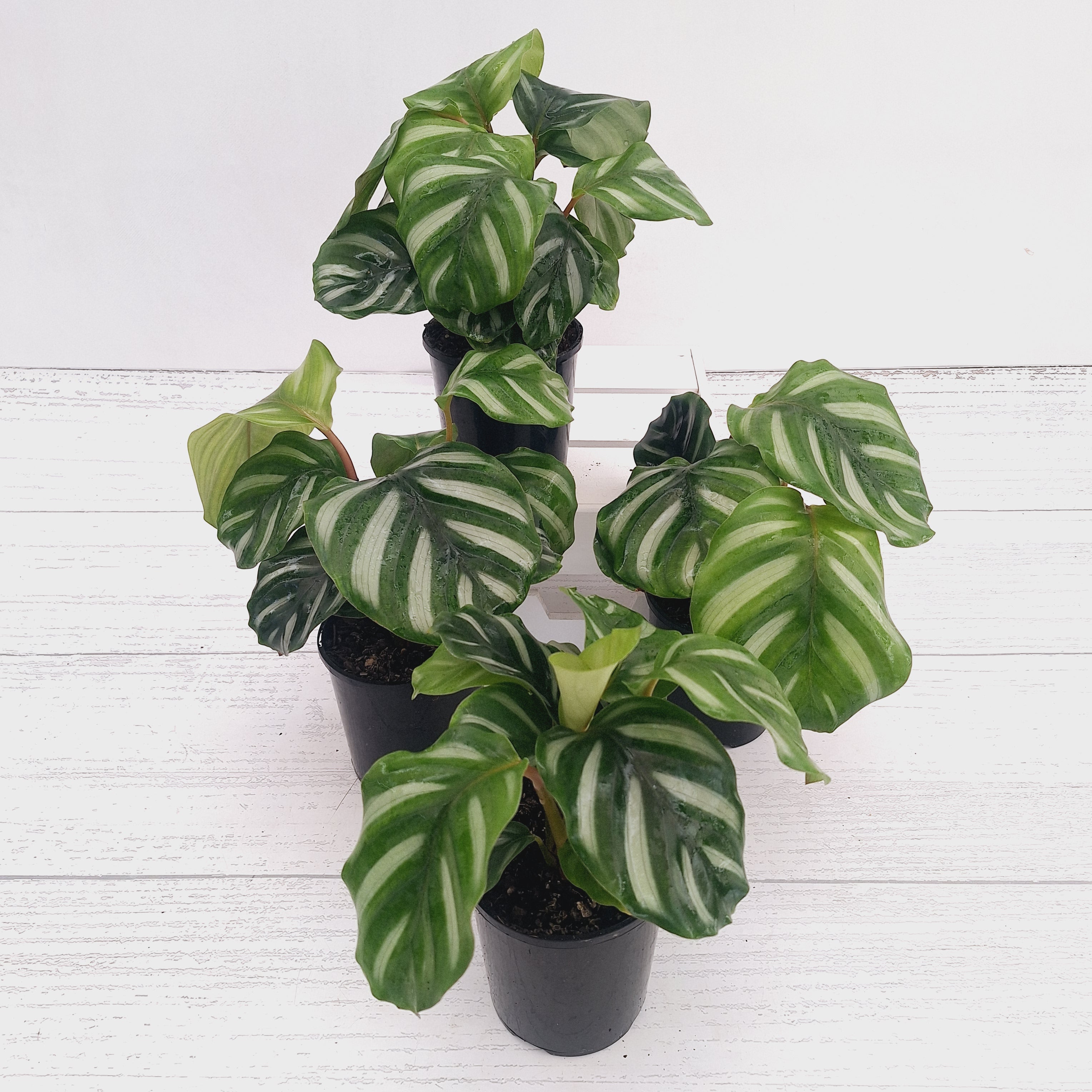 Calathea 'watercolour'