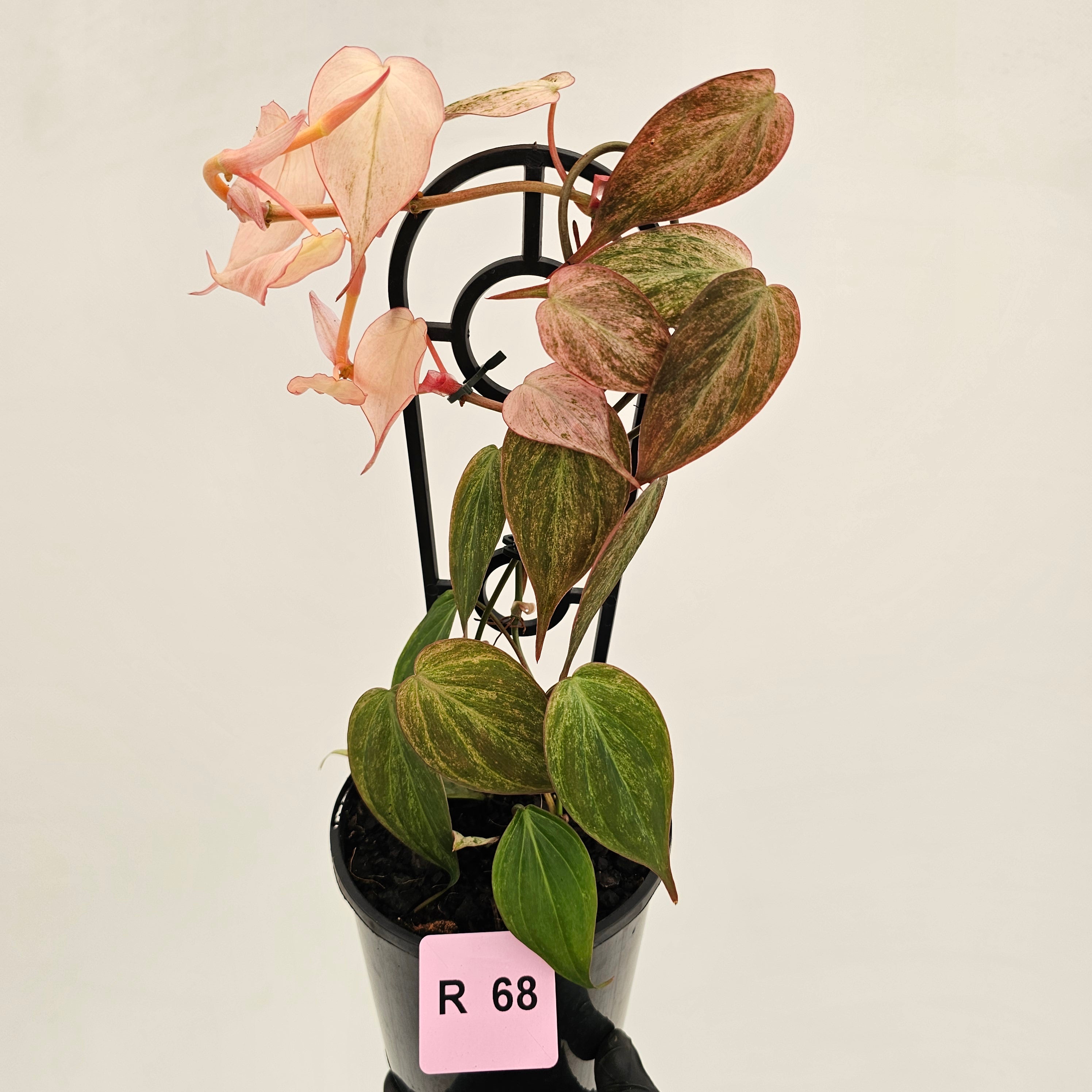 Philodendron Micans 'Pink Mint'