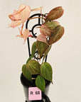 Philodendron Micans 'Pink Mint'