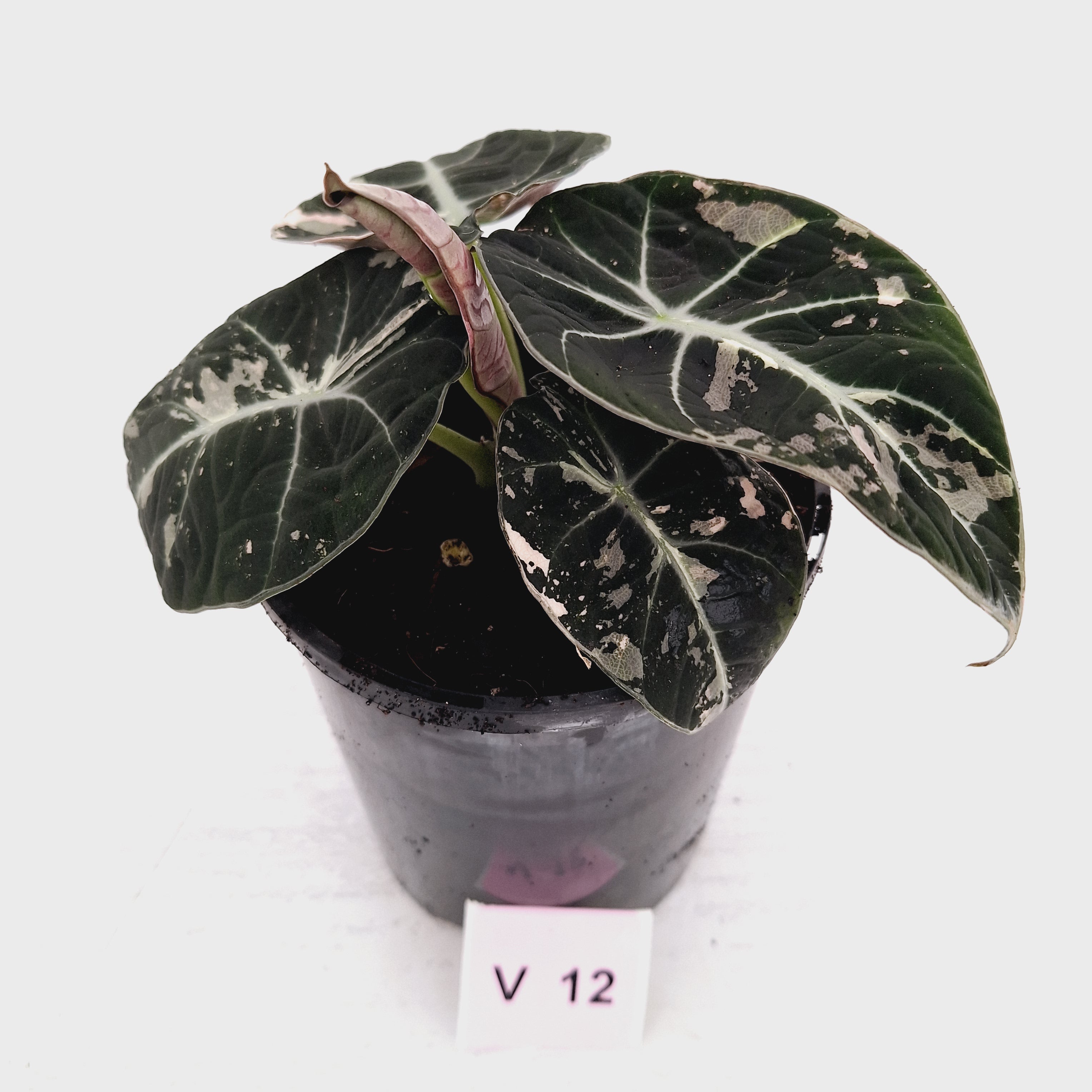 Alocasia reginula 'Black Velvet variegata'