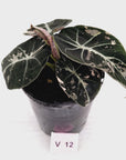 Alocasia reginula 'Black Velvet variegata'