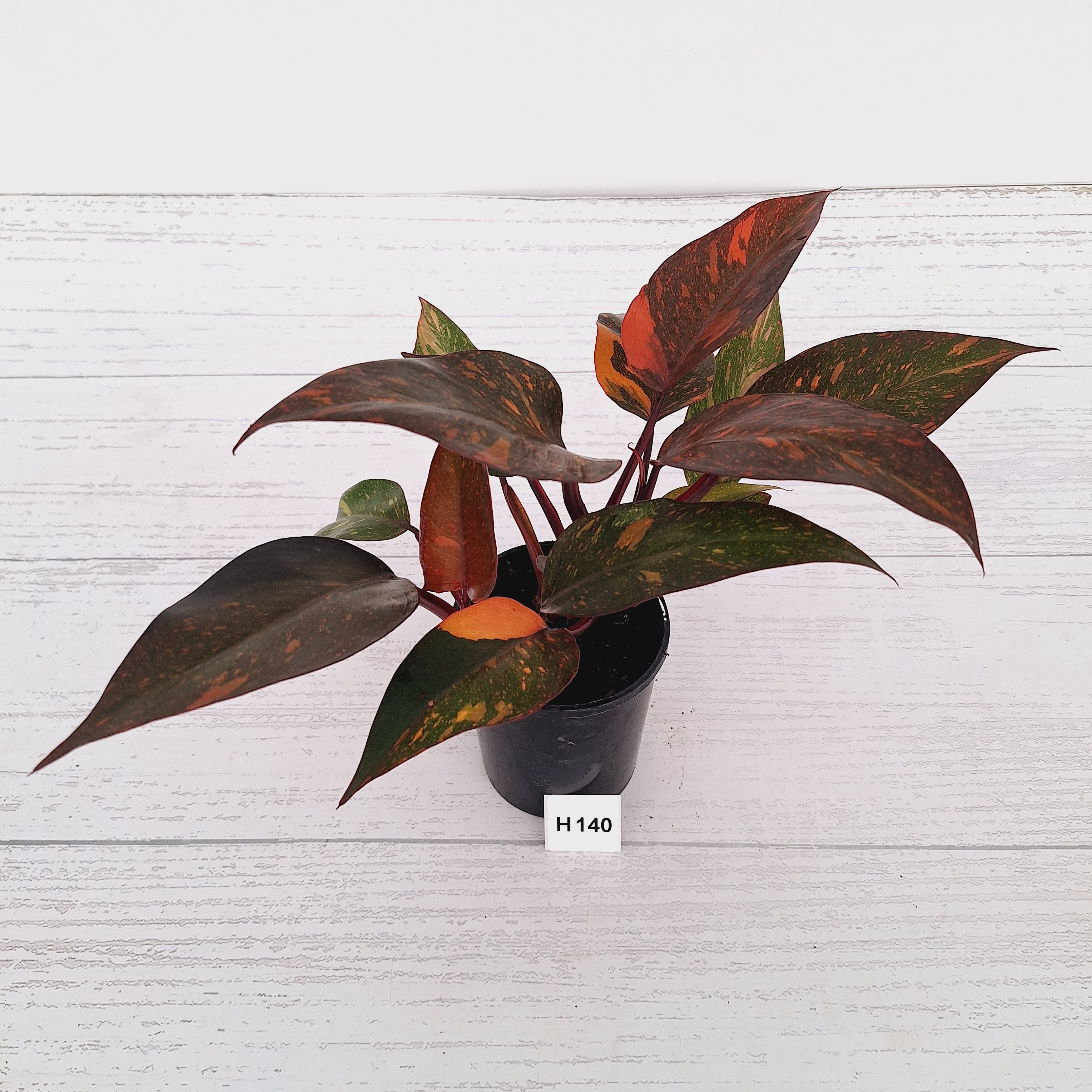 Philodendron 'Orange Princess'
