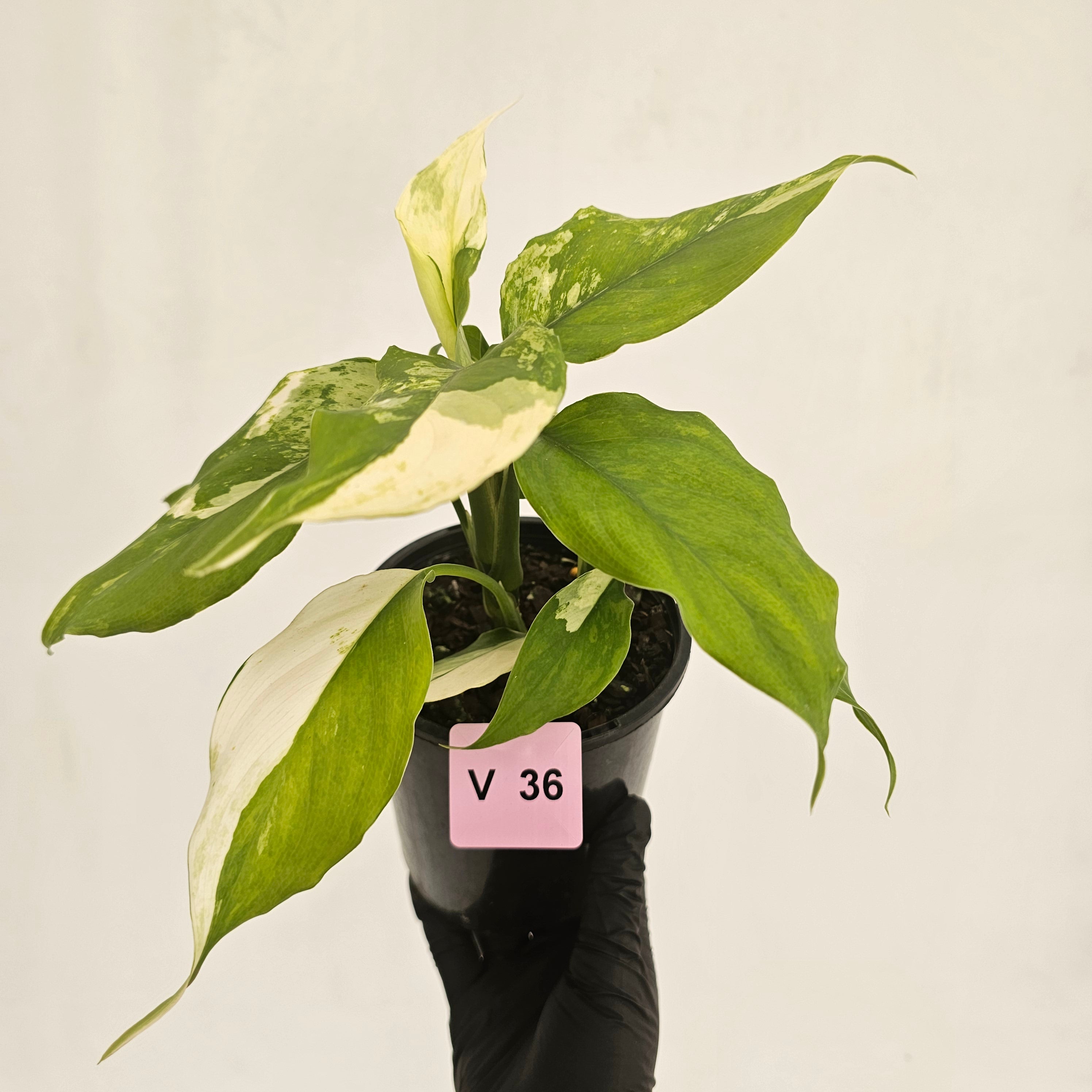 Aglaonema modestum variegata