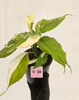 Aglaonema modestum variegata
