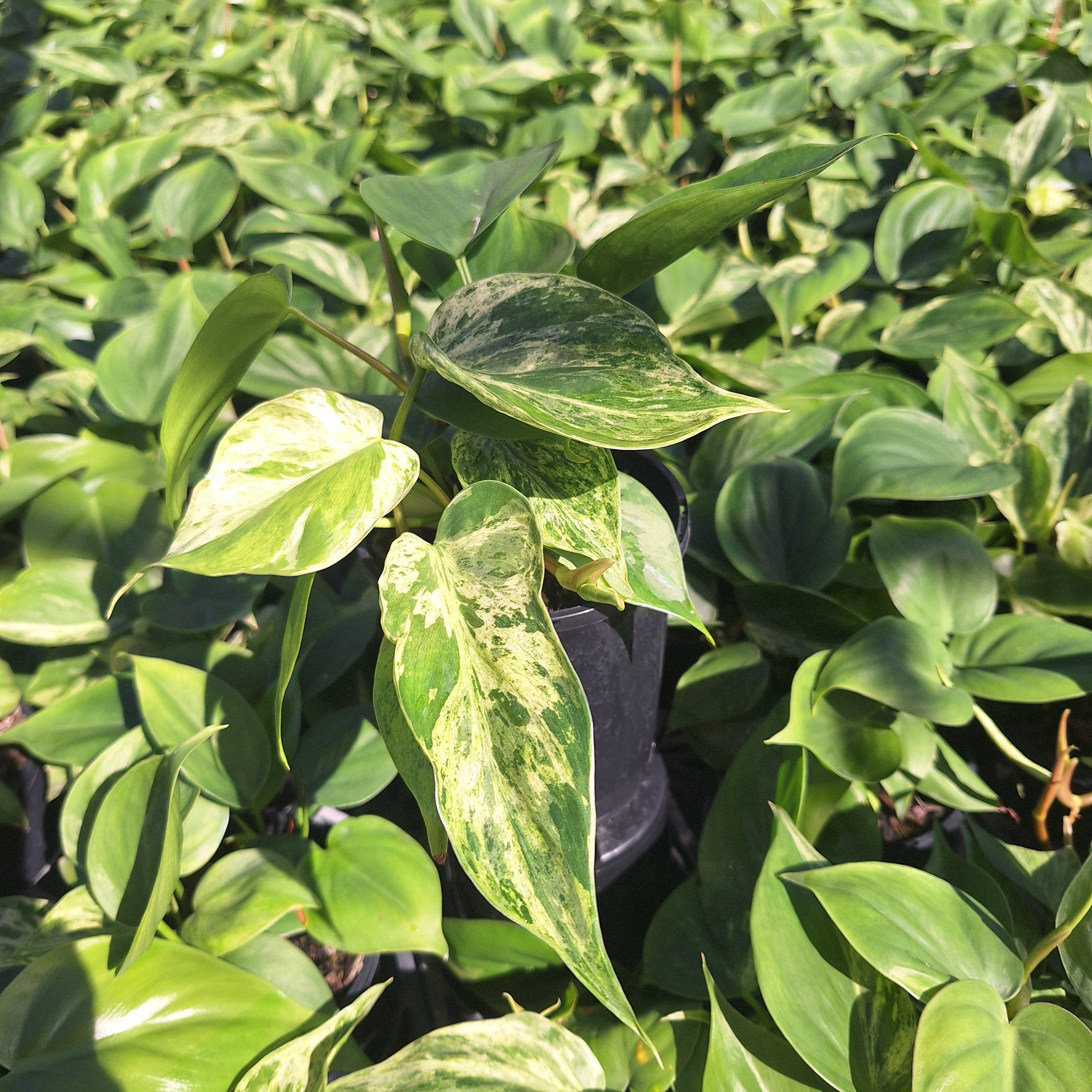 Philodendron hederaceum 'Variegata'