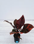 Philodendron erubescens Black Cardinal F. Variegata