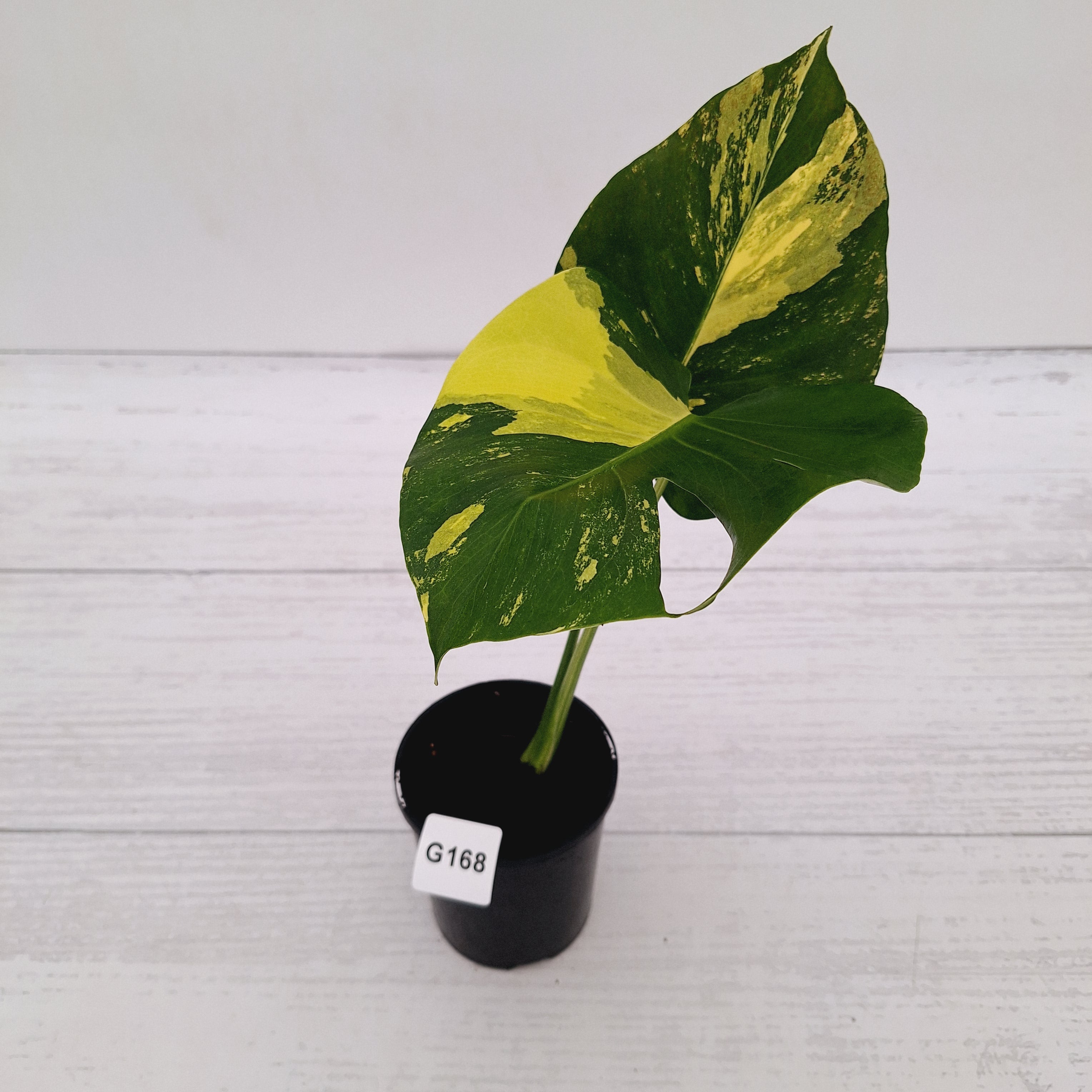 Monstera deliciosa Variegata
