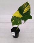 Monstera deliciosa Variegata