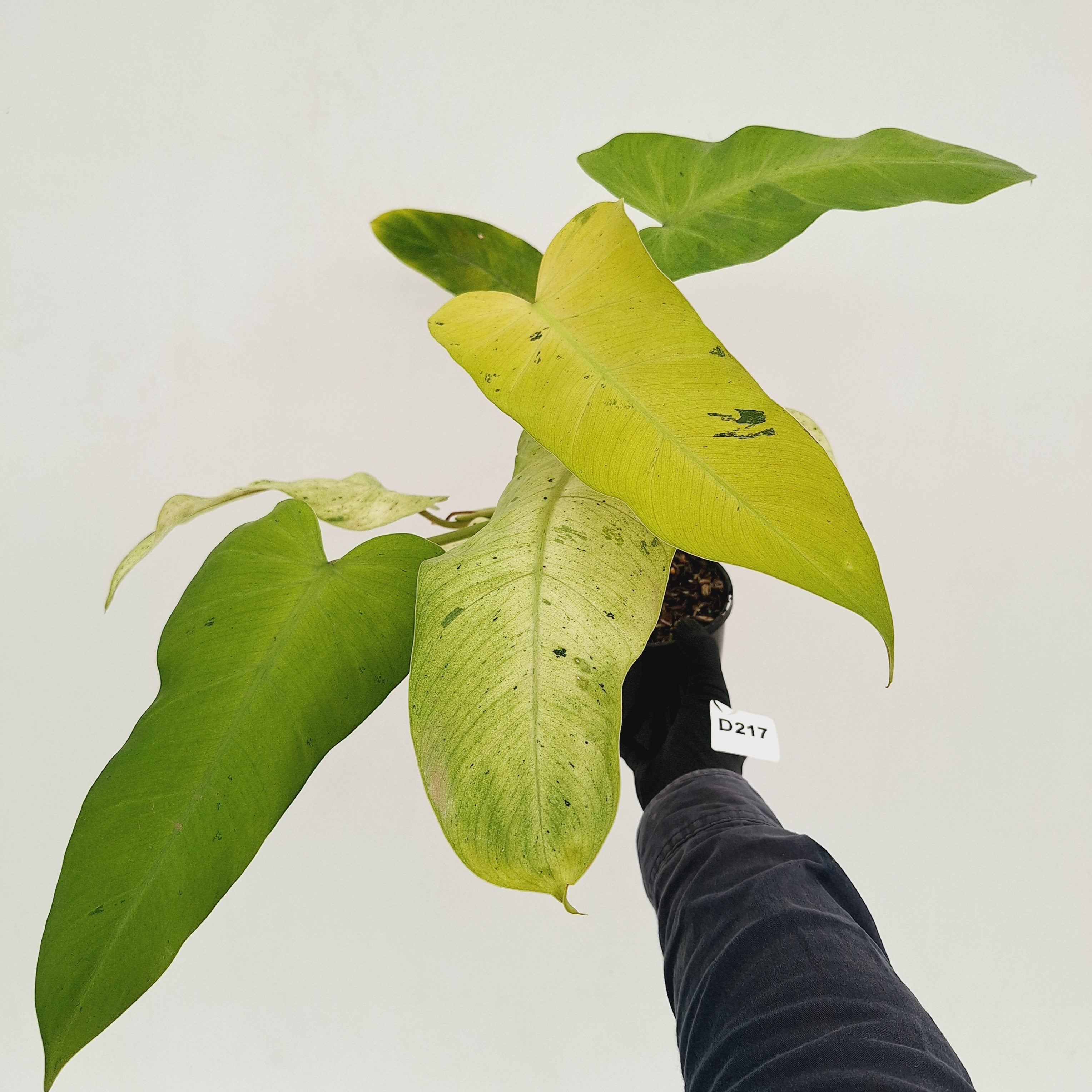 Philodendron  'Whipple Way'