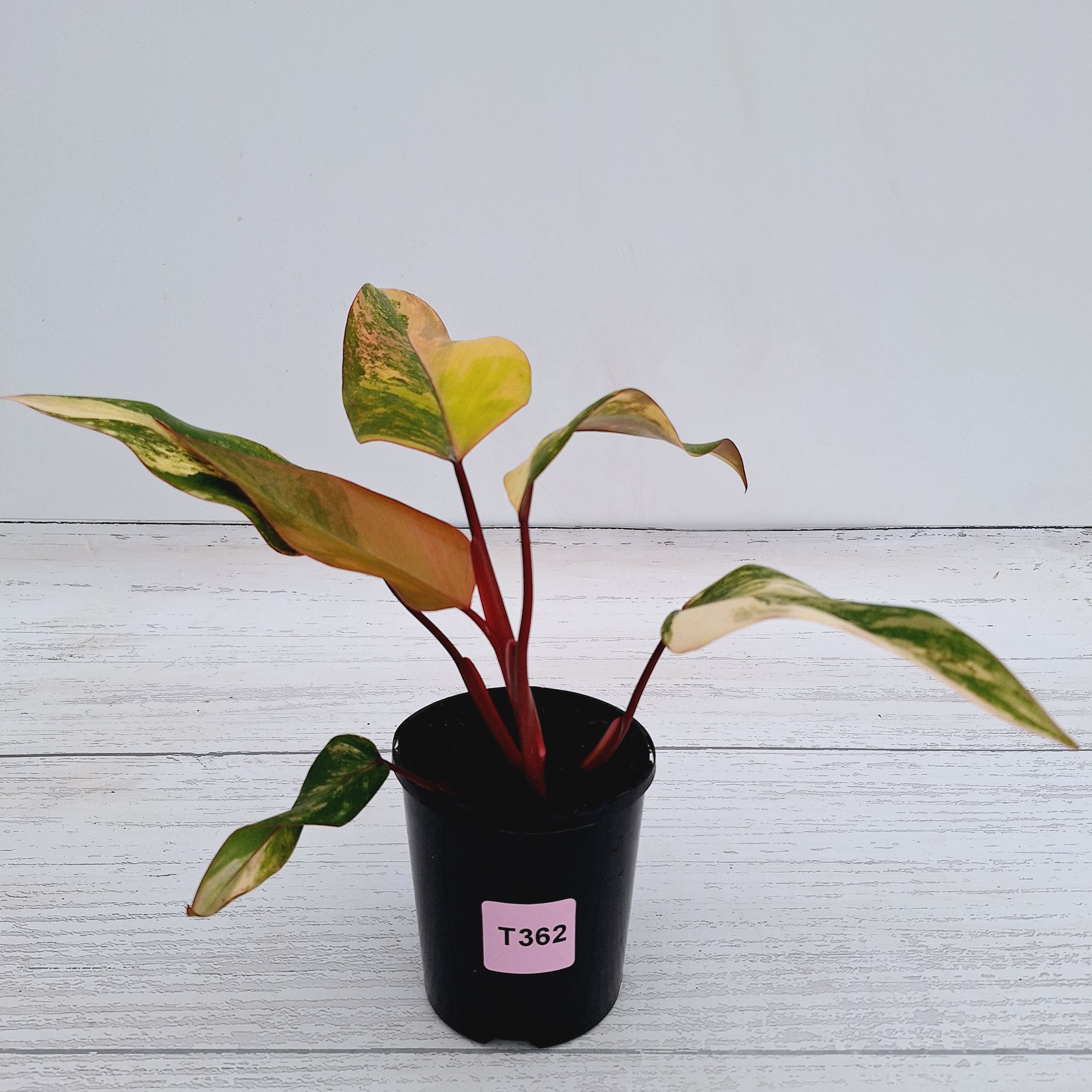 Philodendron erubescens Strawberry Shake