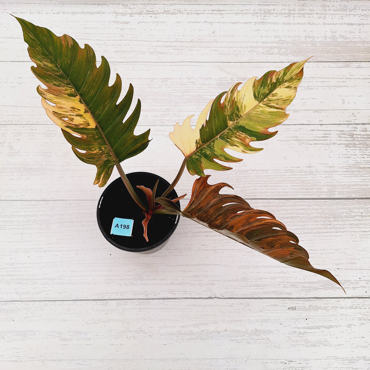 Philodendron serratum 'Caramel Marble' -flash sale
