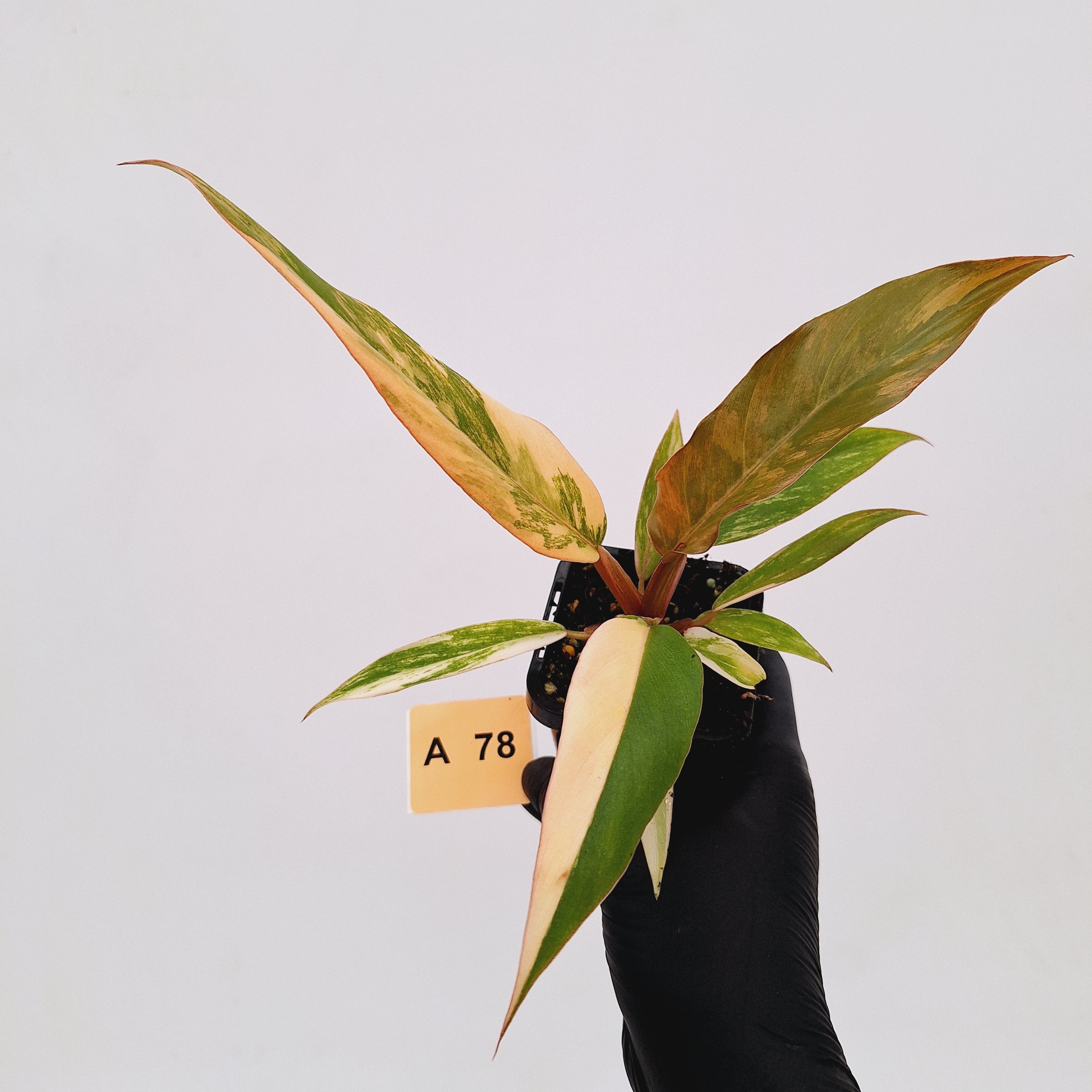 Philodendron serratum Caramel Marble