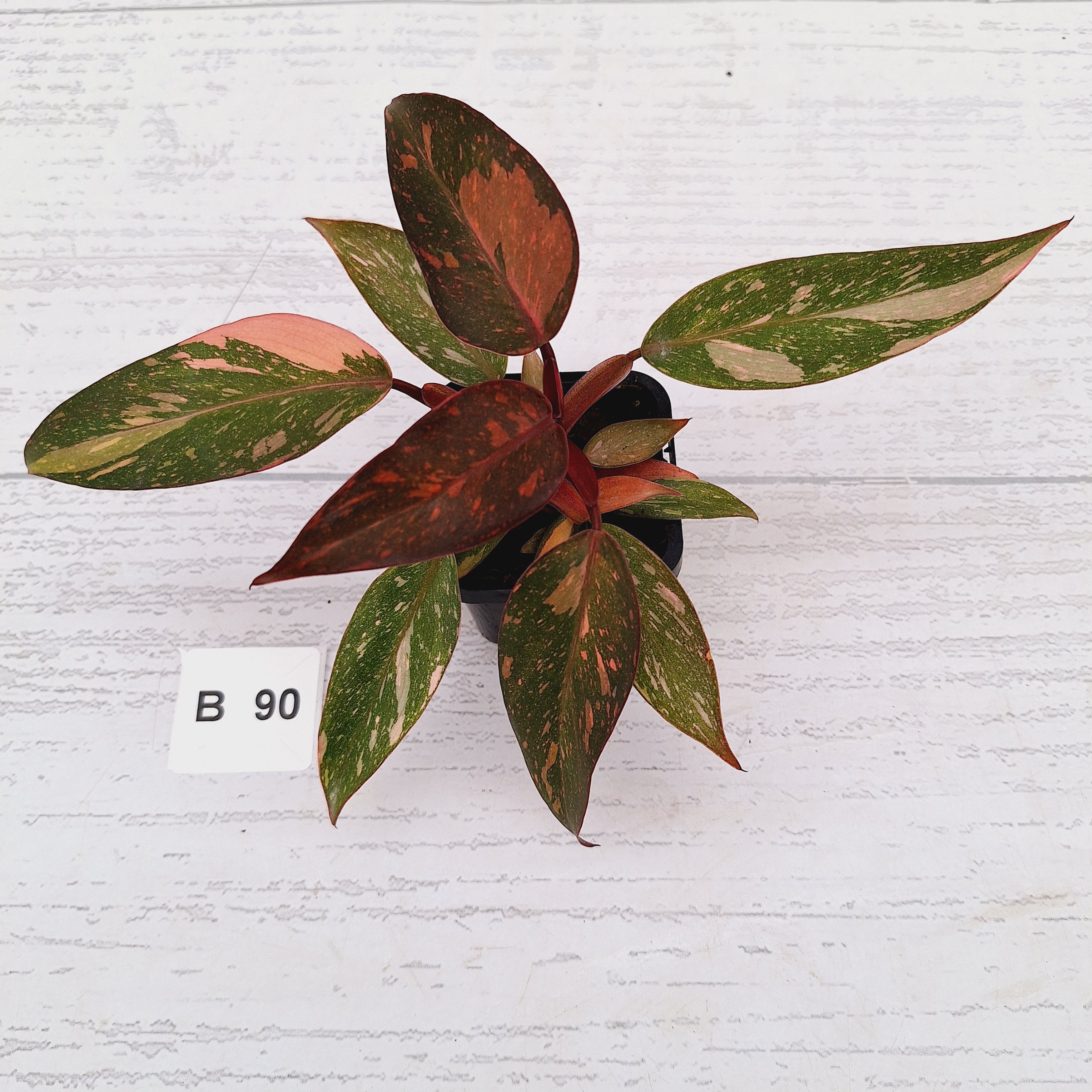 Philodendron 'Orange Princess'