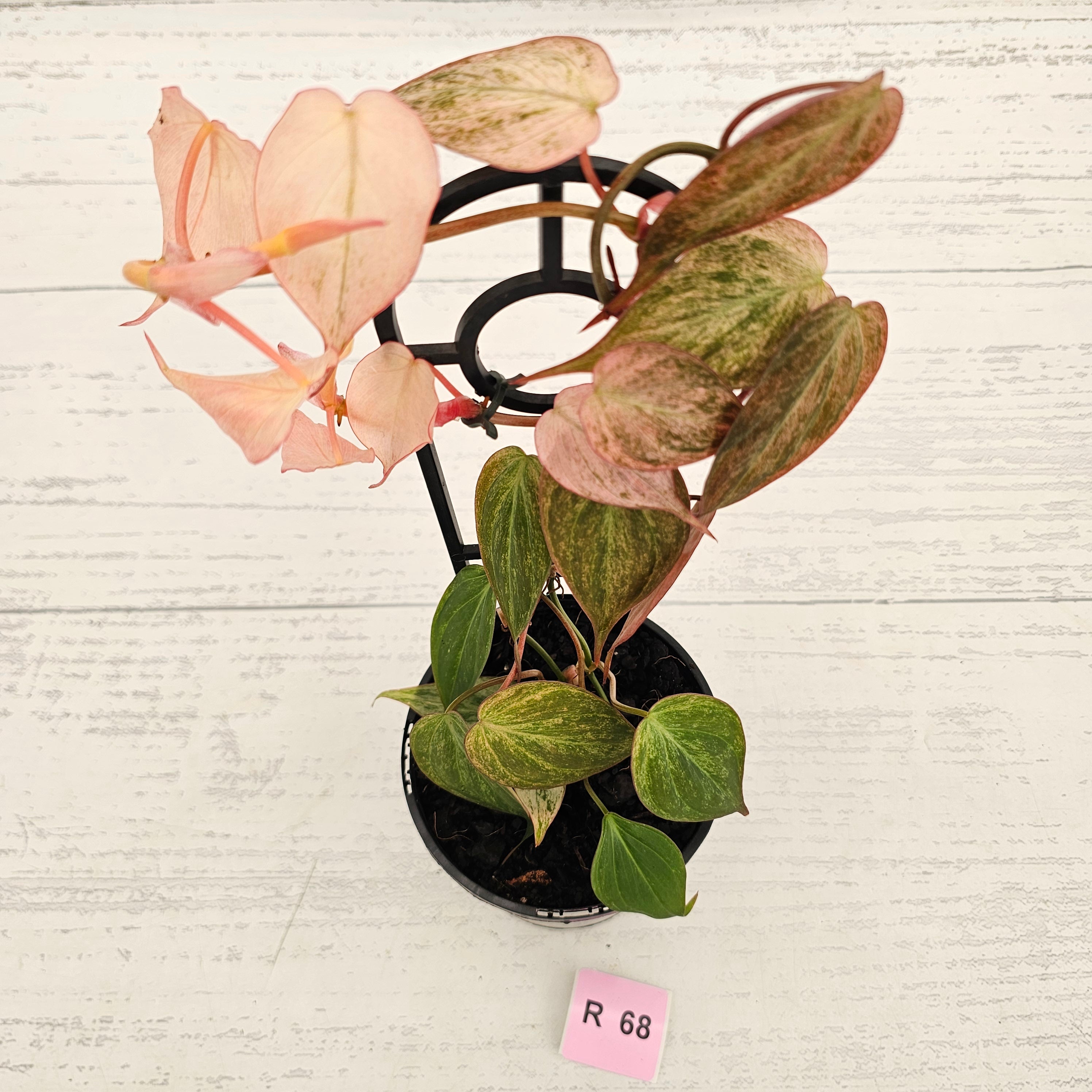 Philodendron Micans 'Pink Mint'