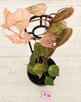Philodendron Micans 'Pink Mint'