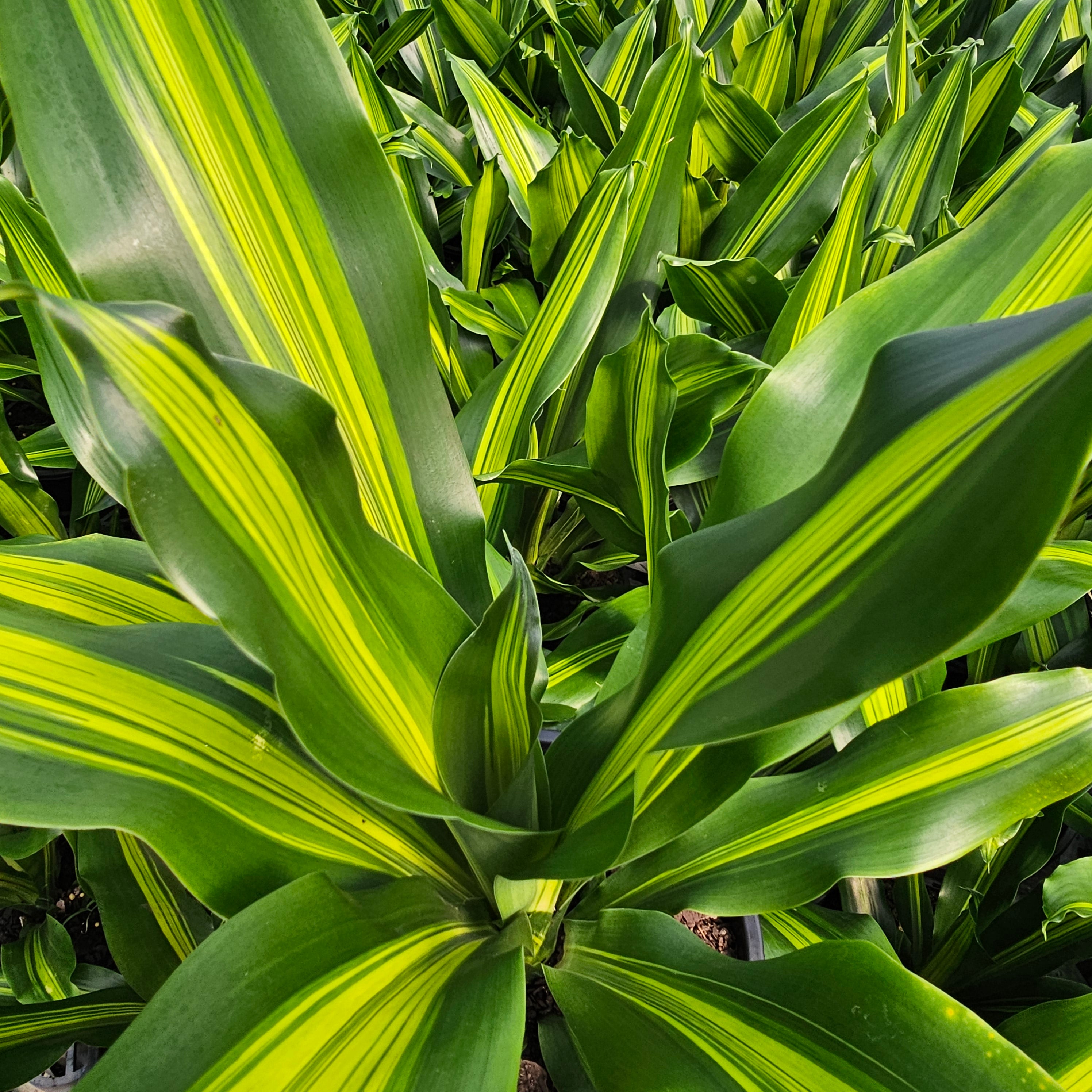 Dracaena fragrans Burley