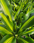Dracaena fragrans Burley