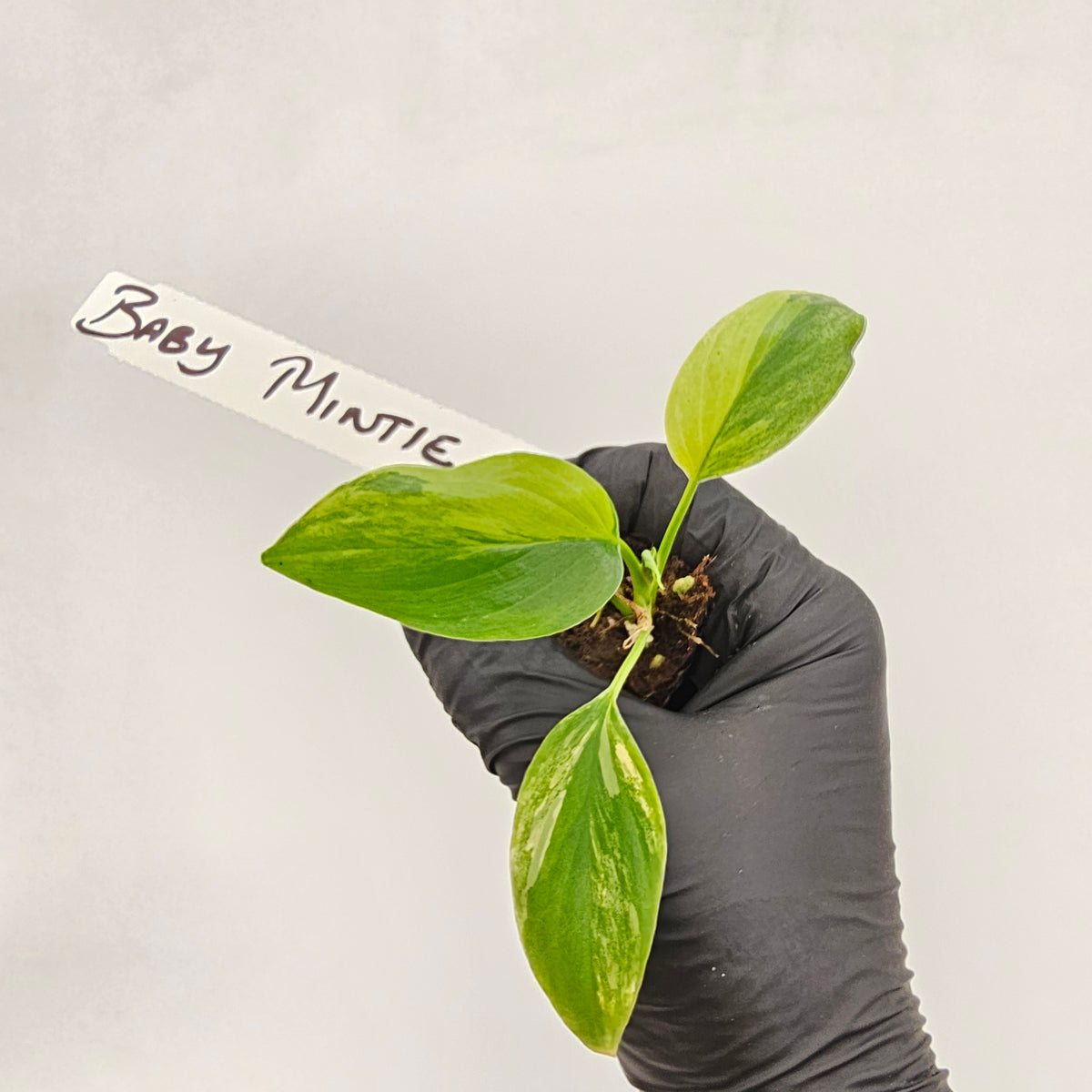Homalomena rubescens Variegata - Bare Bottom Baby