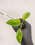 Homalomena rubescens Variegata - Bare Bottom Baby