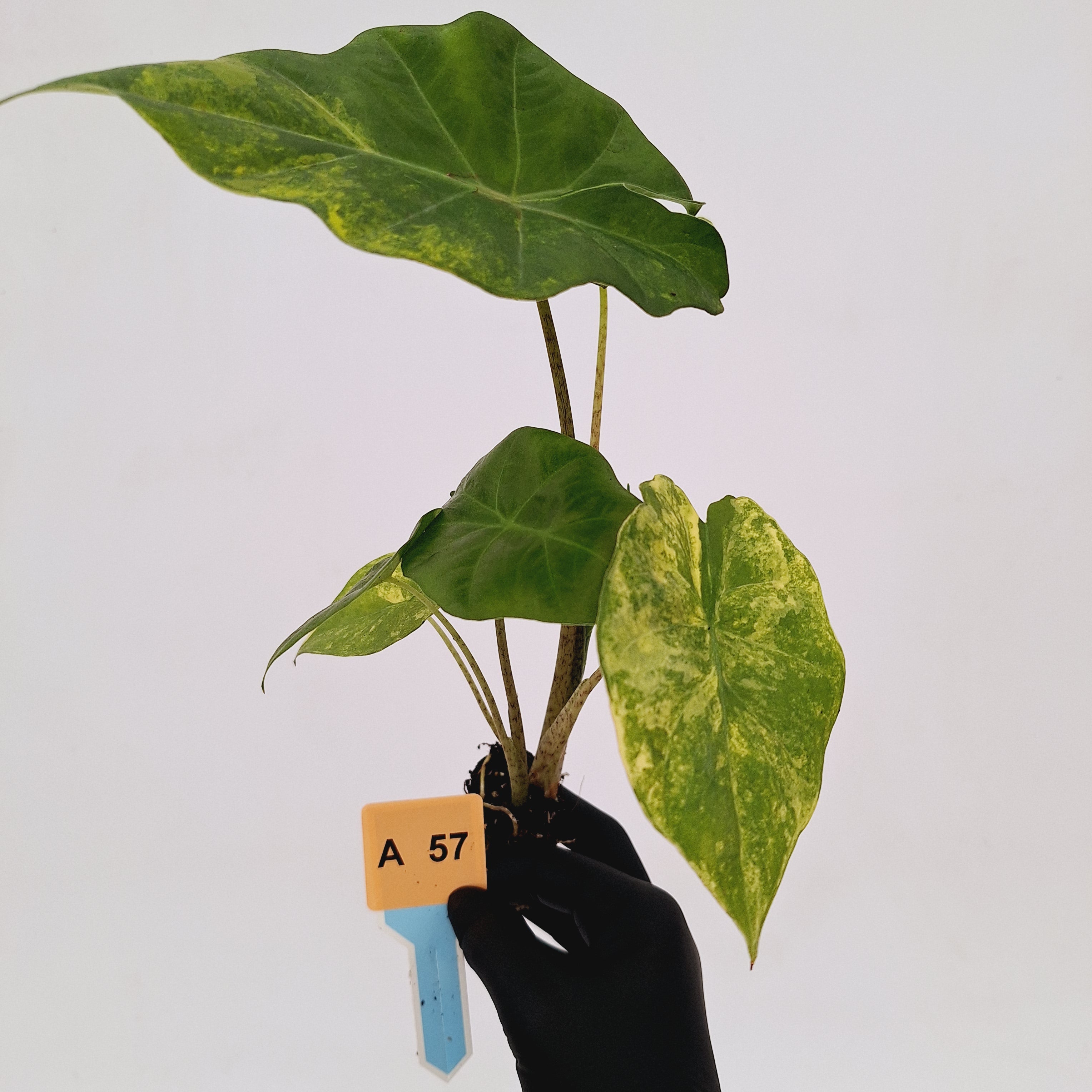 Alocasia Portora Variegata - bare bottom Baby – Enliven Plants