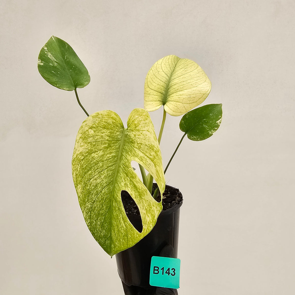 Monstera Deliciosa 'White Monster'