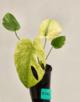 Monstera Deliciosa 'White Monster'