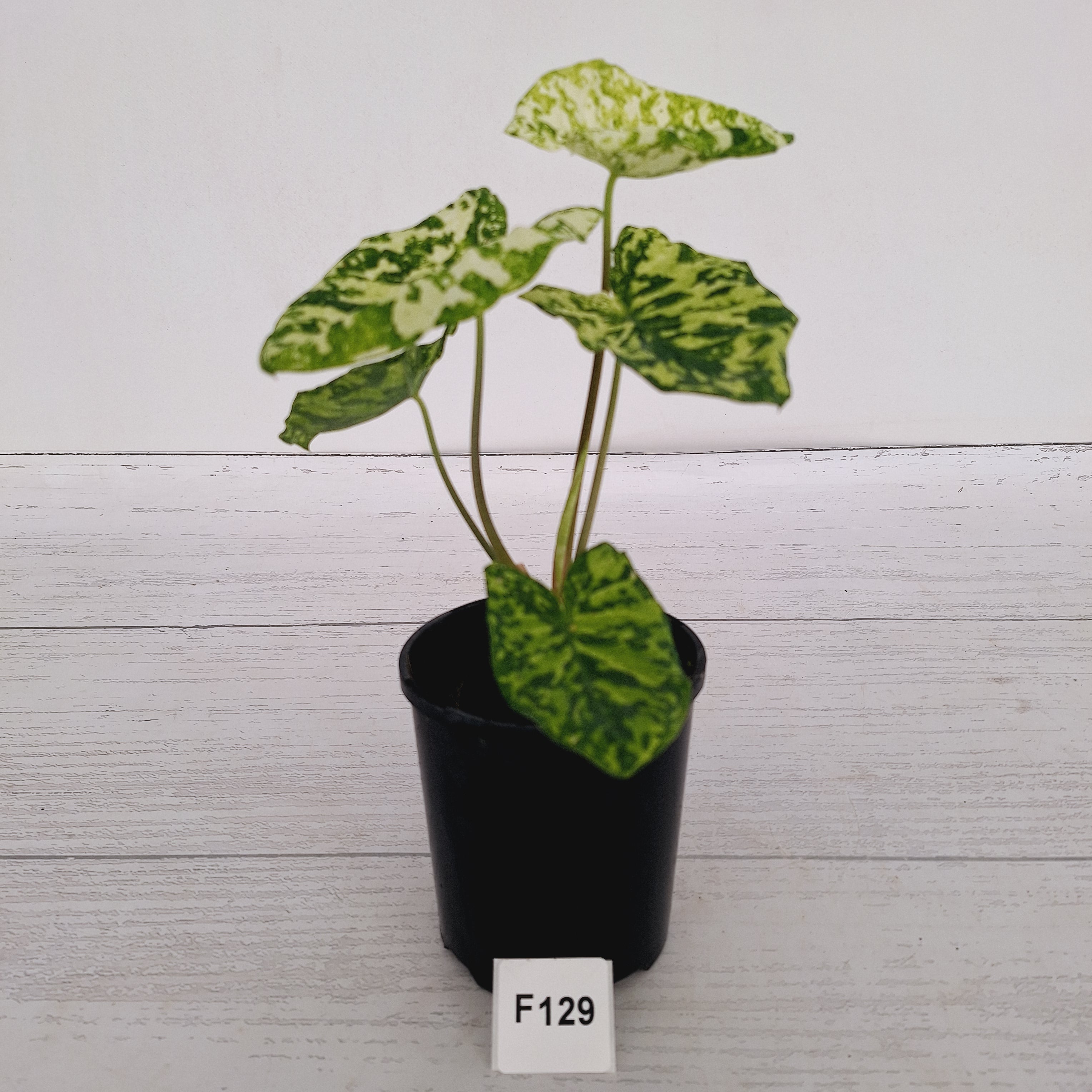 Caladium bicolour NOID