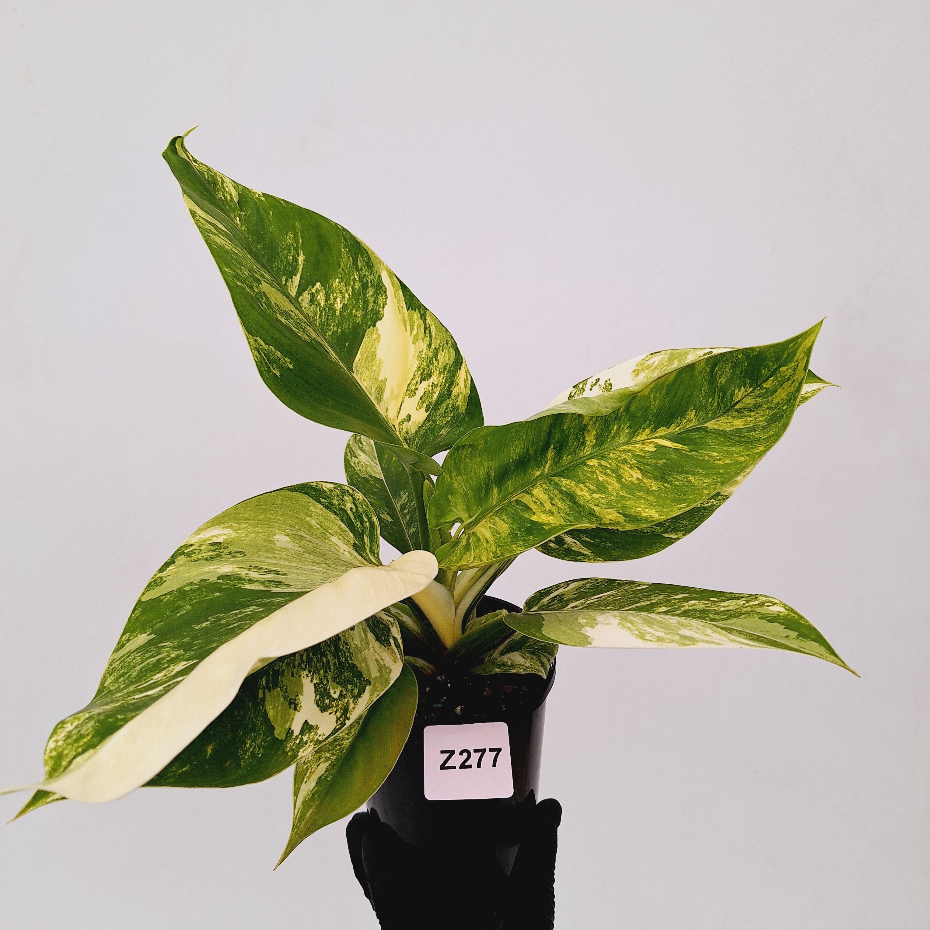 Philodendron imperial green variegata