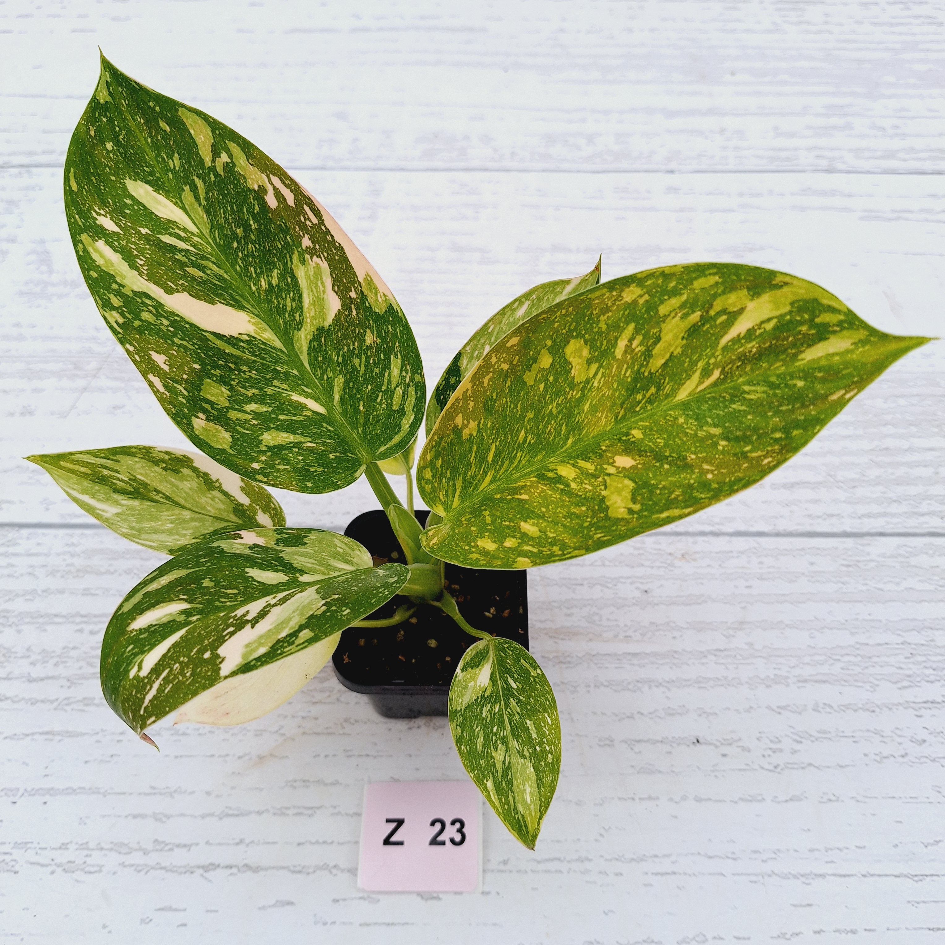 Philodendron Green Congo Variegata (Nuclear)