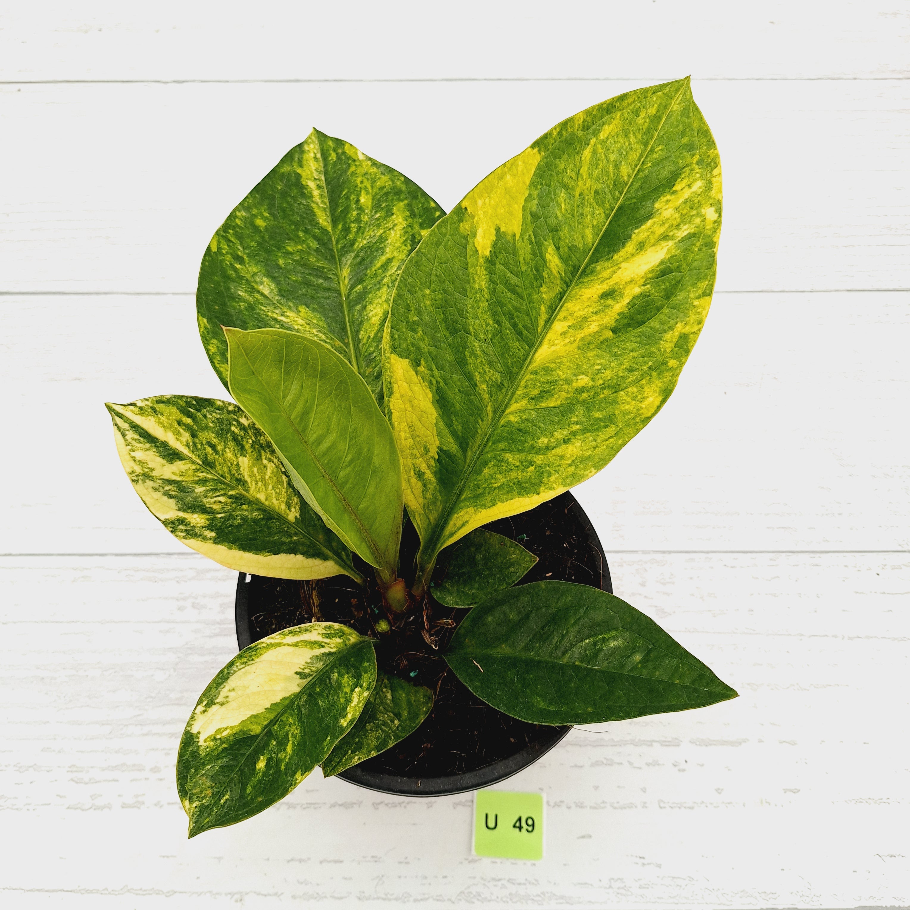 Anthurium jenmanii Variegata