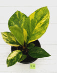 Anthurium jenmanii Variegata
