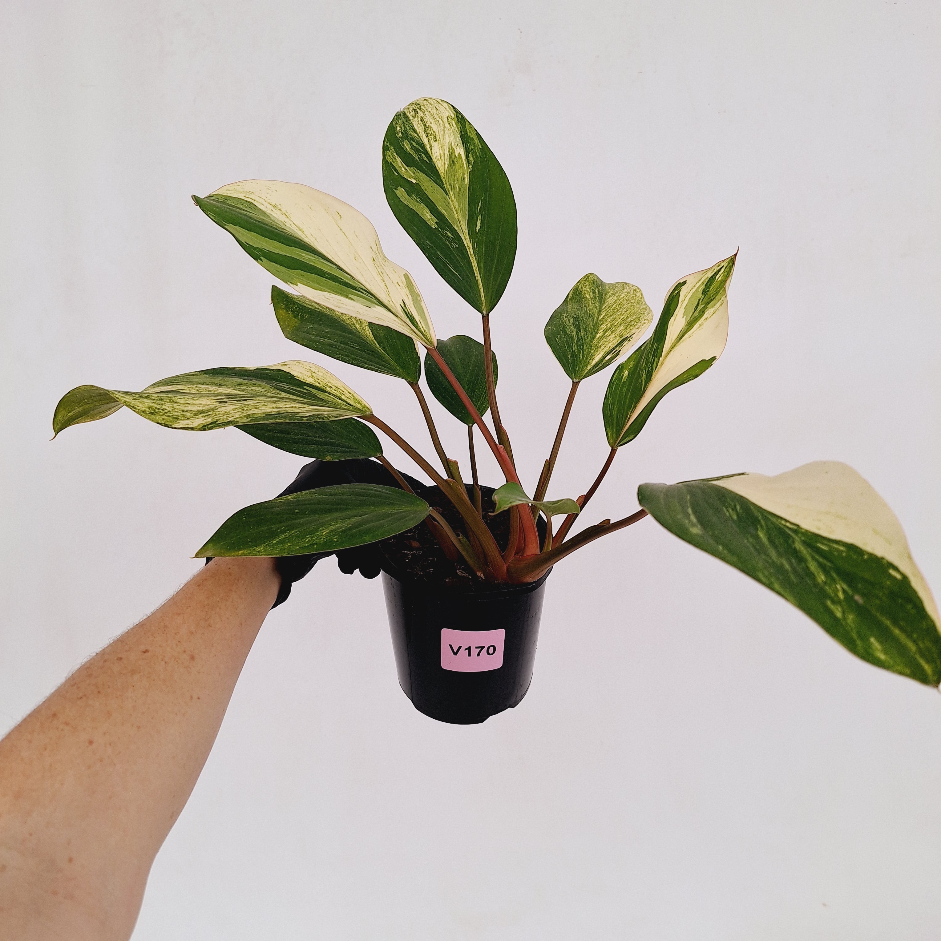 Homalomena Tropical Green Variegata -sale