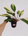 Homalomena Tropical Green Variegata -sale